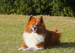 Domestic Dogs Prints: Large Elo (Canis lupus familiaris)
