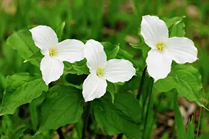 Large_flowered Trillium Trillium grandiflorum