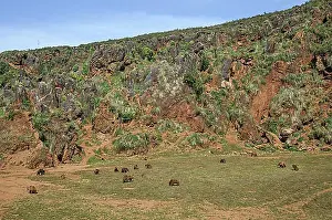 Natural Preserve Prints: Large group of Eurasian brown bears in enclosure at the Cabarceno Natural Park