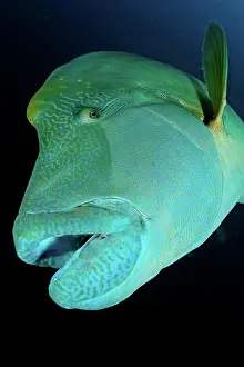 Marine Biology Prints: The large head of a Napoleon wrasse (Cheilinus undulatus)