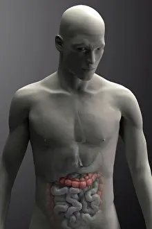 Anatomy Prints: Large intestine highlighted within a male figure (front view)