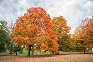 Kingston Prints: Large maple trees with bright orange leaves on fall day in Canada