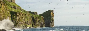 Superstock Prints: Large numbers of Atlantic Puffins (Fratercula arctica) and other sea birds flying too and from cliff top breeding sites