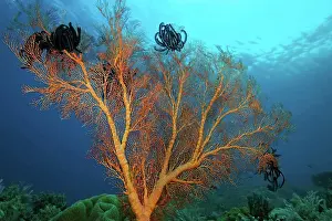 Group Of Animals Prints: A large orange sea fan, of the Melithaea genus, with crinoids, near Dili, East Timor