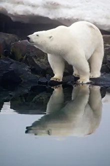 Spitsbergen Prints: A large polar bear (Ursus maritimus) boar looks for food on a rock island off the coast of Svalbard