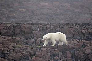 Spitsbergen Prints: A large polar bear (Ursus maritimus) boar looks for food on a rock island off the coast of Svalbard