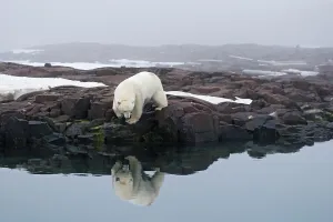 Spitsbergen Prints: A large polar bear (Ursus maritimus) boar looks for food on a rock island off the coast of Svalbard