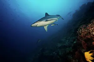 Apex Predator Prints: A large silvertip shark on a deep reef in Fiji