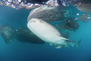 Large whale shark coming up to siphon water from fishing nets