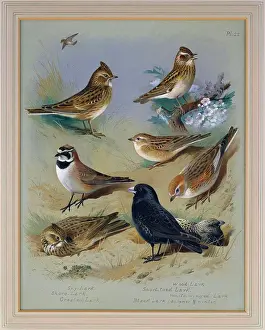 Pencil Prints: Larks. Archibald Thorburn (1860-1935)