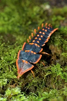 Arthropod Prints: Larva of Trilobite Beetle (Duliticola paradoxa) foraging over moss-Covered log
