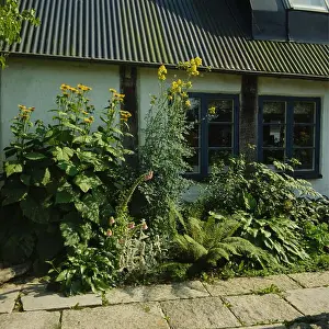 Perennials Prints: Late summer border in front of cottage