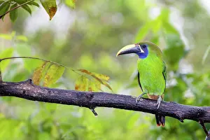 Laucharassari, Lauch-Arassari Aulacorhynchus prasinus