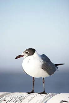 Ferry Prints: Laughing gull (Leucophaeus atricilla) perching on ferry