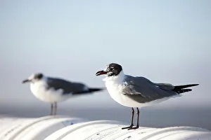 Ferry Prints: Laughing gulls (Leucophaeus atricilla) perching on ferry