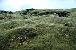 Lava Prints: lava field, moss, Iceland