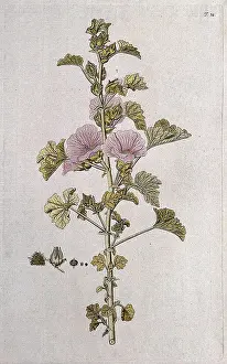 Seed Prints: Lavatera triloba: flowering stem with separate sections of flower