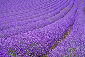 In A Row Prints: Lavender field near Chichester, West Sussex, England, United Kingdom, Europe