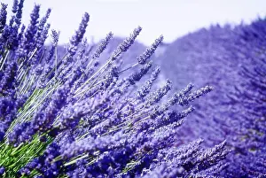 Violet Prints: Lavender field with summer blue sky close up
