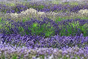 Diverse Prints: Lavender flower, lavender field