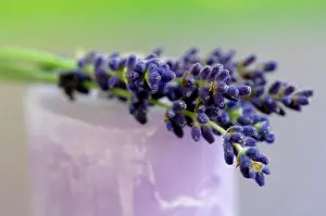 Prepare Prints: Lavender flowers on candle, close-up