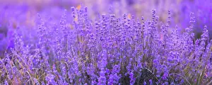 Feld Prints: Lavender flowers close-up background banner Lavender purple flowers row close-up