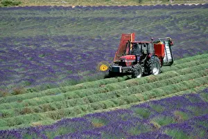 Industry Prints: Lavender Harvesting, Ferrassieres, Provence, France