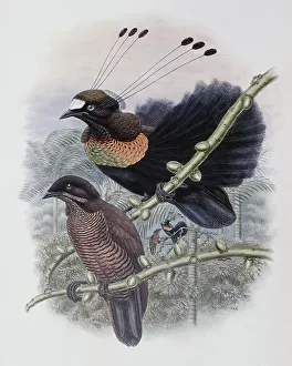 Lawe's Bird Of Paradise John Gould (1804-1881 British)
