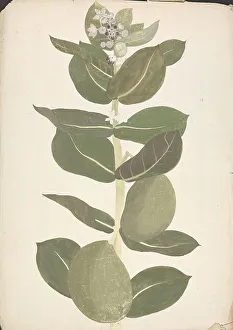 1730 1794 Prints: Lawsonia Inermis L. Henna Finished Drawing Flowering Leafy Shoot