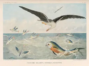 Marine Prints: Le monde de la mer Paris, L. Hachette & Cie