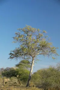 Outdoor Africa Prints: Leadwood tree (Combretum imberbe) with African Elephant (loxodonta africana) feeding beneath it