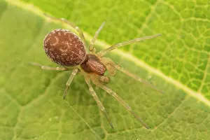 Ontario Prints: Leaf curling sac spider (Clubiona riparia)