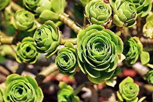 Orderly Prints: Leaf rosette, rosette thickleaf (Aeonium)