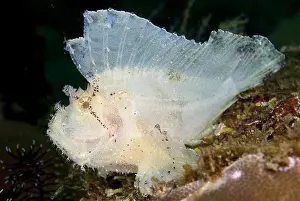Coast Prints: Leaf Scorpionfish (Taenianotus triacanthus) adult