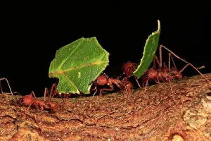Arthropod Prints: Leafcutter Ant (Atta sexdens) adult female workers