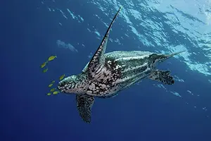 Turtle Prints: Leatherback Turtle