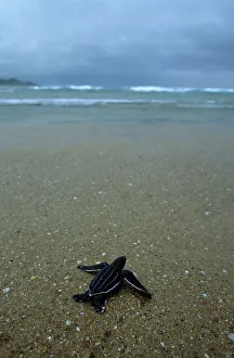 New Life Prints: Leatherback turtle (Dermochelys coriacea) hatchling on its way to the sea