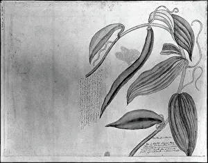 Thomas Prints: Leaves and fruit of a kind of Mexican vanilla. Drawing by Thomas Malie, 1730