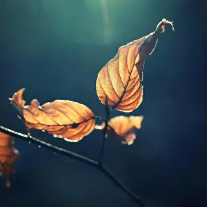 Nahaufnahme Prints: Leaves on a tree with sun rays