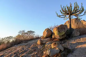 Protected Area Prints: Lebombo euphorbia ( Euphorbia confinalis). Kruger National Park. Mpumalanga. South Africa