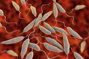 Microbiology Prints: Leishmania sp. protozoa, computer illustration