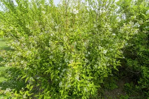 Woody Plant Prints: Lemoine's Deutzia (Deutzia lemoinei), in bloom