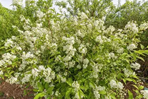 Woody Plant Prints: Lemoine's Deutzia, Deutzia lemoinei, in bloom