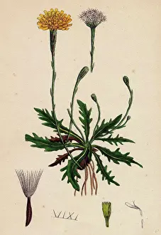 Natural History Prints: Leontodon autumnalis, var. genuinus; Autumnal Hawk-bit, var. a