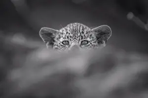 Wildlife Conservation Prints: A leopard cub, Panthera pardus, peaks over a log, direct gaze, in black and white