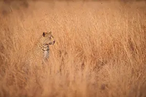 A leopard cub, Panthera pardus, sits and looks away, sitting in long dry yellow-brown grass