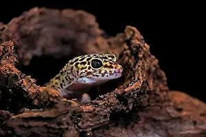 Looks Into The Camera Prints: Leopard gecko (Eublepharis macularius), adult, portrait, looks out of burrow, captive