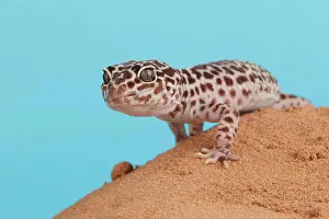 Lizards Prints: Leopard Gecko (Eublepharis macularius) adult, standing on sand (captive)