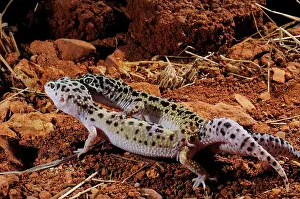 Sexual Intercourse Prints: Leopard Gecko mating