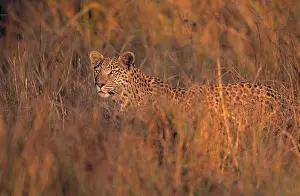 Carnivorous Prints: leopard hunting in tall grass panthera pardus moremi, okavango, botswana